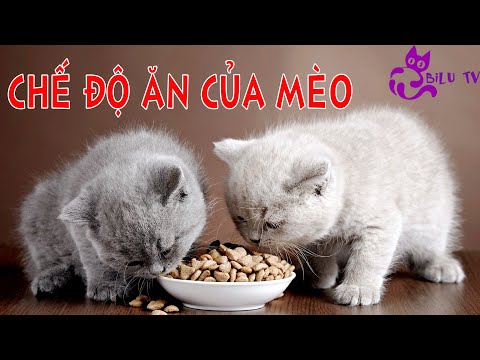 Video: Cách Cho Mèo Anh ăn