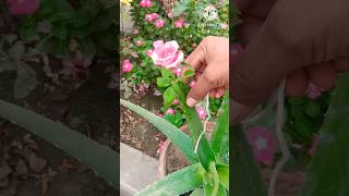 New Experiment When Growing Roses In Aloe Vera