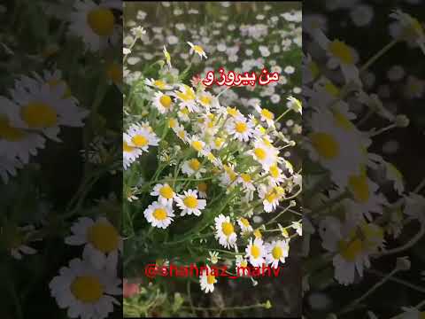 هر روز خودت را تایید کن جملات انگیزشی جملات تاکیدی مثبت اندیشی آرامش درونی خودت را تایید کن 