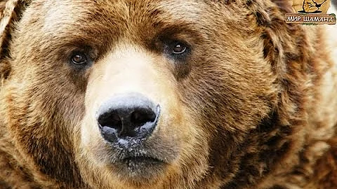 Медведь шаман Мир Шамана