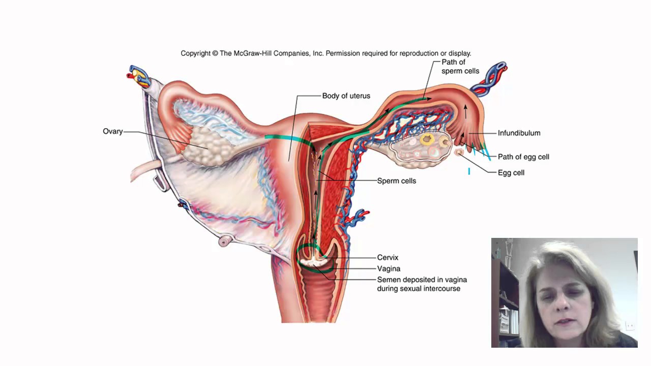 ������ ������� ���������, ������� ��������� ��������������