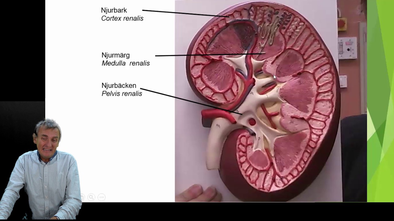 Urinorganen del 1 (5)