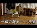 一緒の隙をついた攻撃に失敗する兄猫