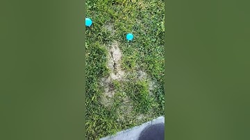 Amdro gopher grasser