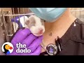 5-Ounce Puppy Grows Up to "Walk Herself" | The Dodo Little But Fierce