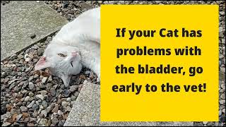 Cats and urinary problems with struvit stones by Benjamin Tobies 28 views 11 months ago 3 minutes, 55 seconds