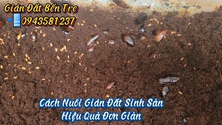 Cách Làm Thùng Nuôi Gián Đất Sinh Sản Tại Nhà Chủ Động Nguồn Mồi