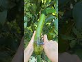 The Most Unique Avocado You’ve Never Seen