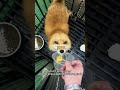 Fox Core 🦊: Cute & Viral Pet Moments