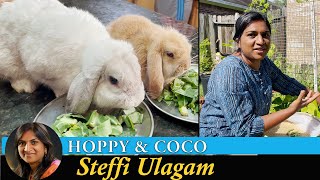 Hoppy meets Coco | Harvesting Vegetables from the Garden | Steffi Ulagam