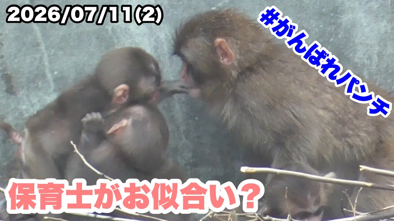 7/11午前(2) 保育士がお似合い？パンチくんに赤ちゃんが大集合（A huge