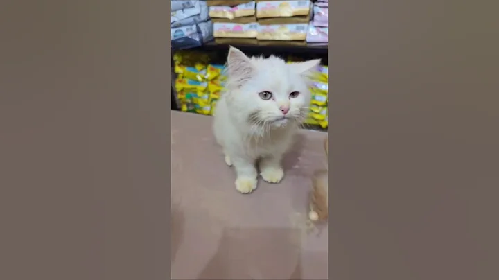 Video 11476711: persiancat persians, persian kitten cats catlover, persiancat white cat kitten, persiancat catlife