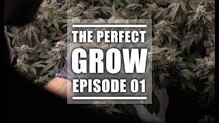 Intro of the Series | Learn How To Grow Cannabis In 10 Episodes | EP1 screenshot 2