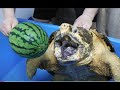 Alligator snapping turtle vs Water melon ワニガメ #Shorts