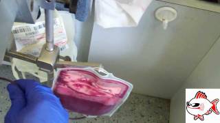 GO FISH RADIO - Ken Gives Blood