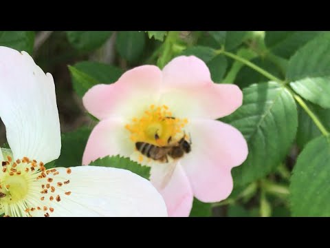 Video: Kuşburnu Veya şifalı Yabani Gül