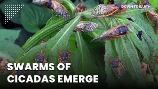 The emergence of cicadas in 2024 will rewire ecosystems