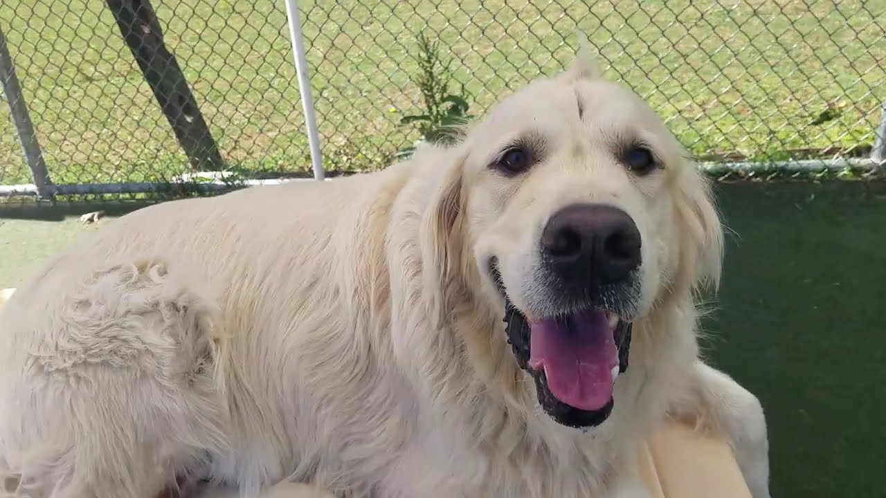 Playtime at Dogs On The Farm & Cats Too!
