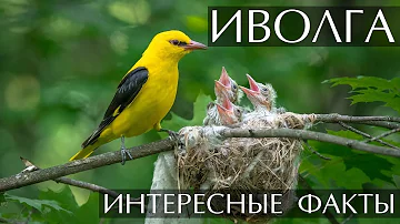 Иволга - интересные факты