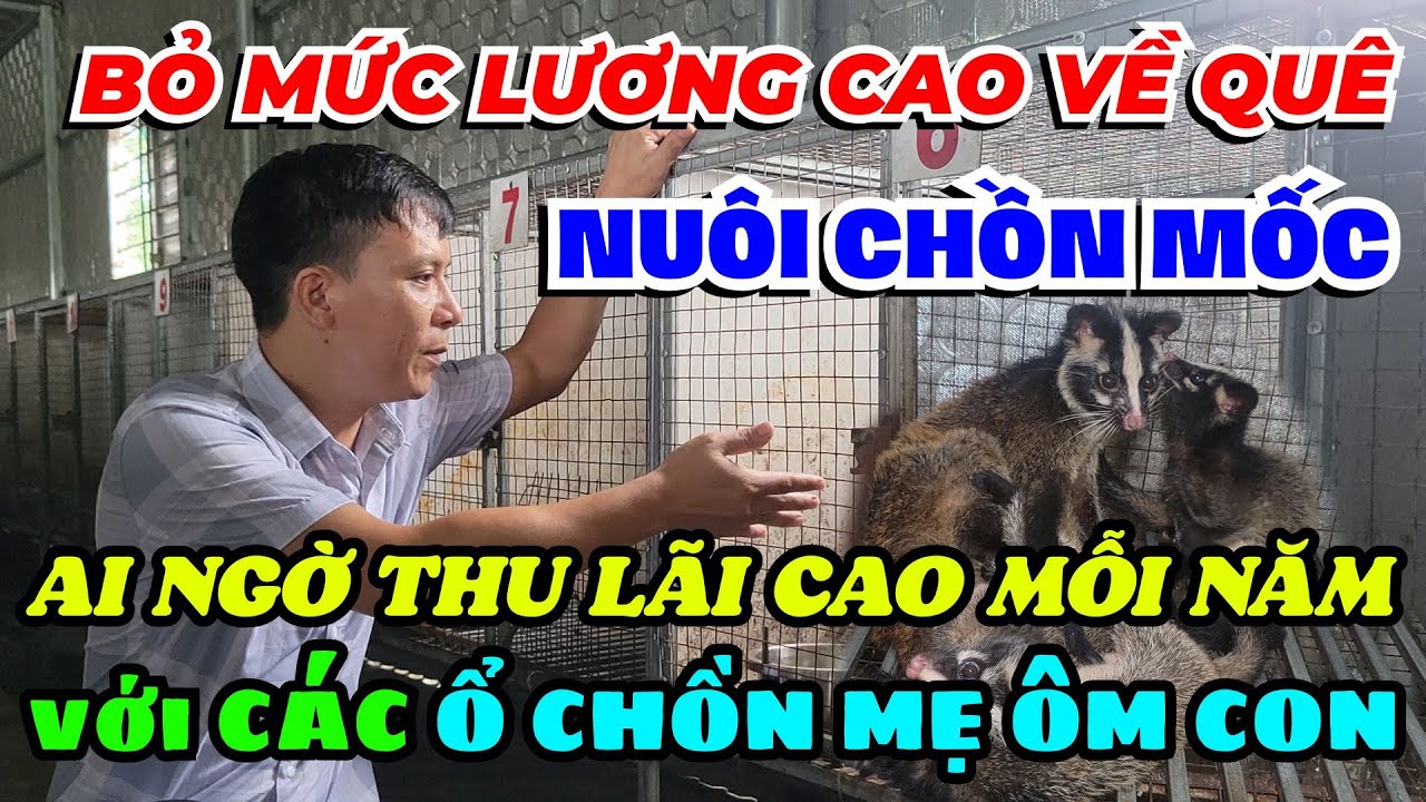 TỪ BỎ MỨC LƯƠNG CAO VỀ QUÊ NUÔI CHỒN MỐC - AI NGỜ THU LÃI CAO MỖI NĂM ...