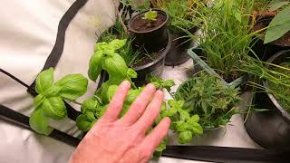 Shaggy's Plant Rescue Tent. Spider Farmer SF1000, TNB Naturals, Shogun Fertilisers & Sensor Push