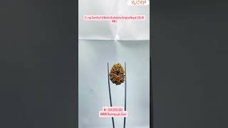 X Ray Certfieid 14 Mukhi Rudraksha Original Nepal - ( 26.43 MM )