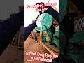 Street Dog Rescue And Release #dog #streetdogrescue #release #pets #ytviral #shorts #animals #yts