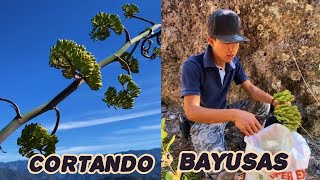 CORTANDO BAYUSAS EN LOS CERROS🌲🍀