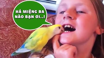 ✅ 30 KHOẢNH KHẮC NHỔ RĂNG HÀI HƯỚC | DR DEE