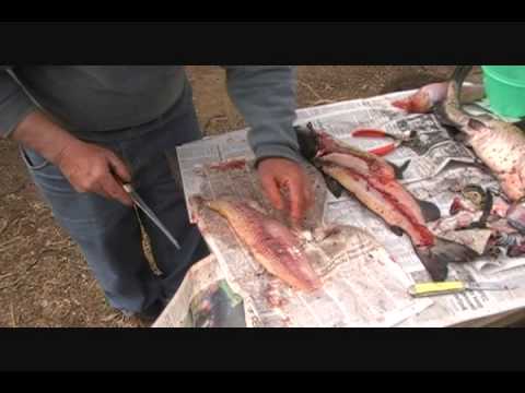 FISH FILLETING, CLEANING and CARE - Video FIVE of ...