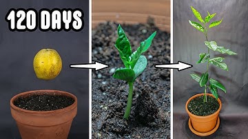 Growing Pear Fruit Tree From Seed Time Lapse (120 Days)