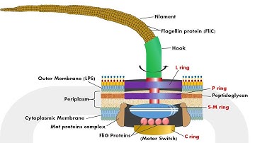 Irreducible Complexity - Debunked