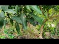 Tabulampot Mangga Dua Rasa