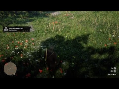 Red Dead Redemption 2 English Mace Location - YouTube