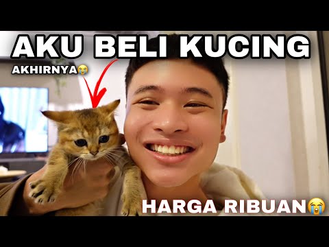 Video: Toy Kucing Percuma dari tiub Kertas Tandas