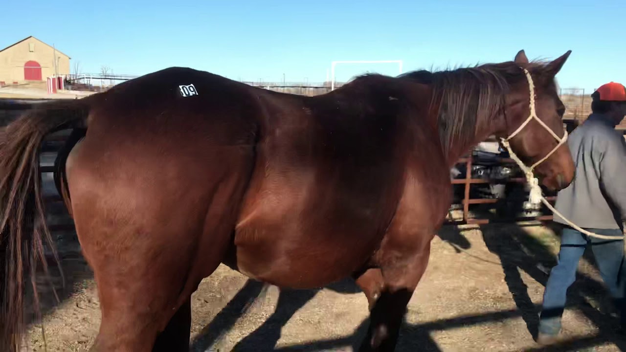 Kansas kill pen YouTube