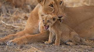 Zakouma National Park Chad