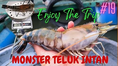 MICKAI SAMPAI GEMETAR TANGAN!! PERTMA KALI STRIKE UDANG MONSTER DI SUNGAI TELUK INTAN PERAK???