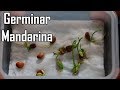 Como Germinar semillas de Mandarina || México Verde
