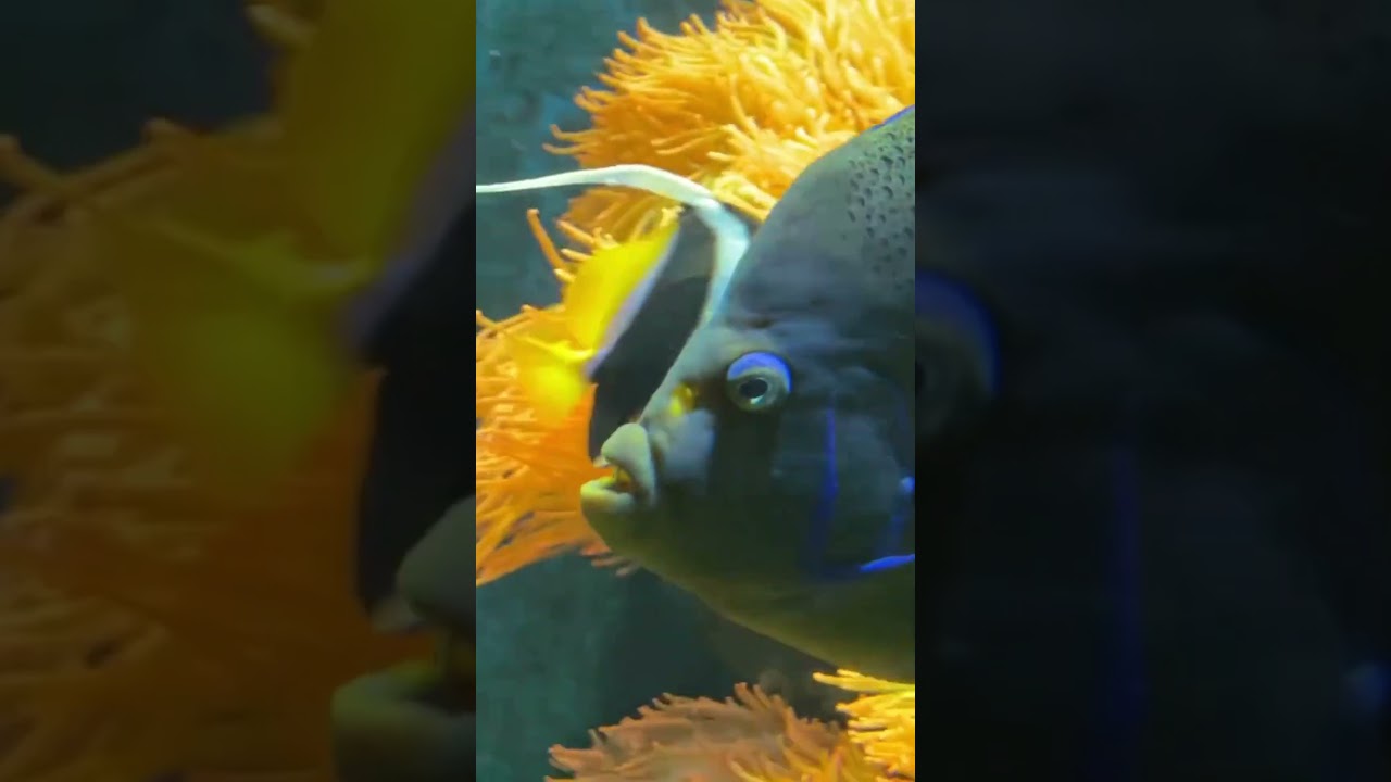 The Vibrant World of Blue Tang: A Reef's Colorful Guardian! 