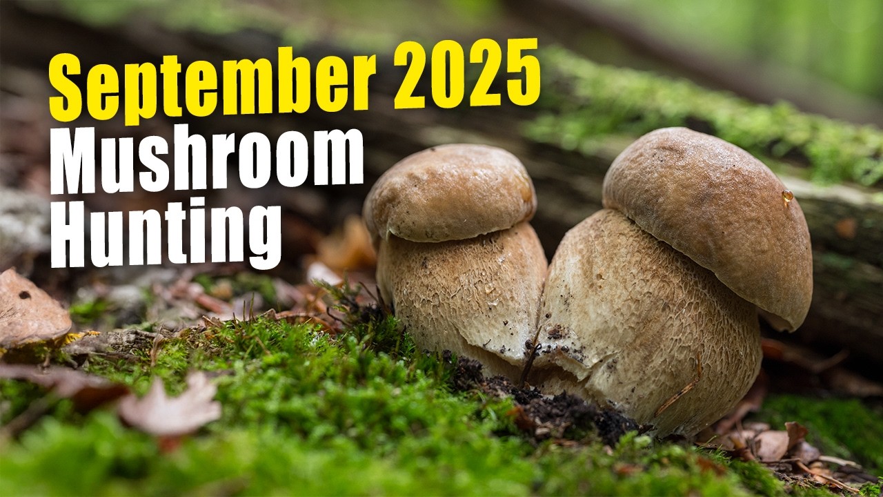 Грибная охота в сентябре 2025 г.: Boletus edulis, Boletus reticulatus, Boletus pinophilus