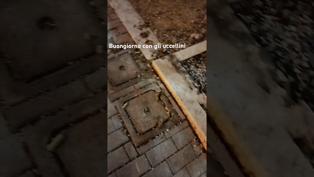 Buongiorno e... sogni d'oro! / Un Boa a New York, image size:1280x720