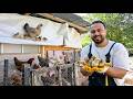 Yeni Civcivler Çıktı! 🐣 | Çatıda Gizlice Gurk Olan Tavuğu Bulduk | Çiftlik İşleri