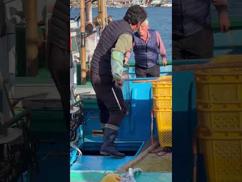 방어가 방어했네🐟 #부산 #방어 #부산바다 #방어회 #대방어