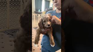 Muriel ~ f1 cockapoo ~ born 5-4-26