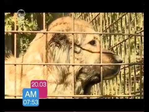 თბილისის ზღვის მიმდებარე ტერიტორიაზე ახალი ზოოპარკის მშენებლობა აქტიურად მიმდინარეობს