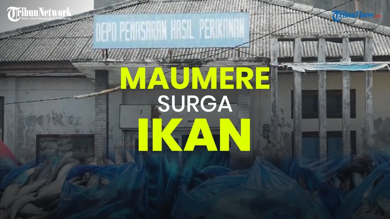 Maumere Surganya Ikan di Flores, Nusa Tenggara Timur