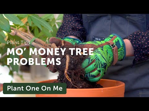 What&rsquo;s WRONG with this PACHIRA AQUATICA (Money Tree) — Ep. 229