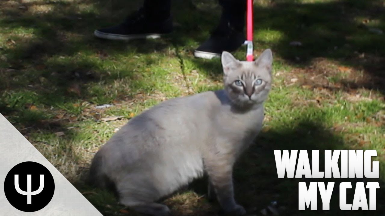 WALKING MY CAT! YouTube