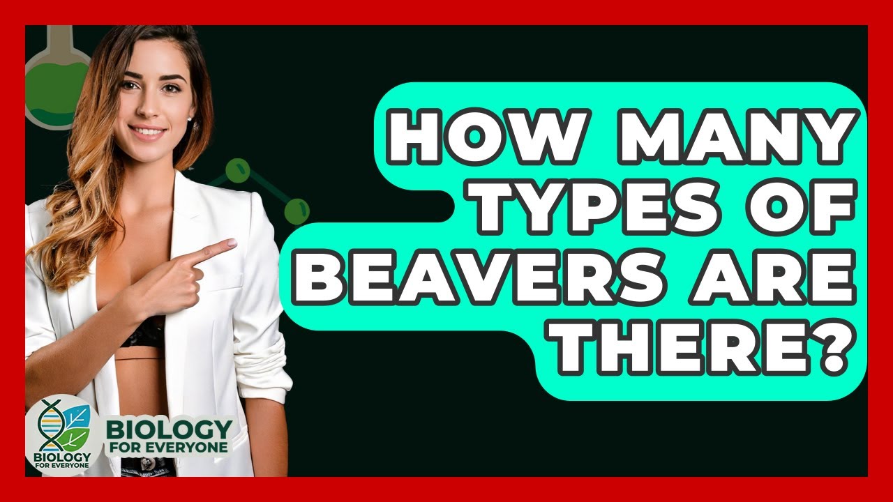How Many Types Of Beavers Are There? - Biology For Everyone